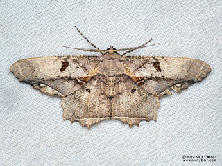 Geometer moth (Chorodna complicataria) - P3113980