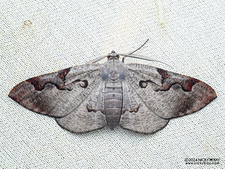 Geometer moth (Hypochrosis sp.) - P3103837