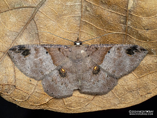 Geometer moth (Petelia sp.) - P3103740