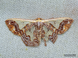 Geometer moth (Peratophyga xanthyala) - P3103183