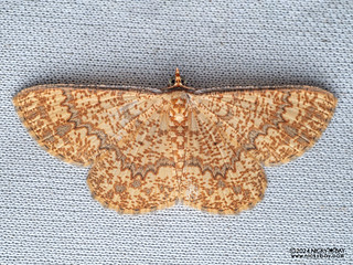 Geometer moth (Synegia sp.) - P3092038