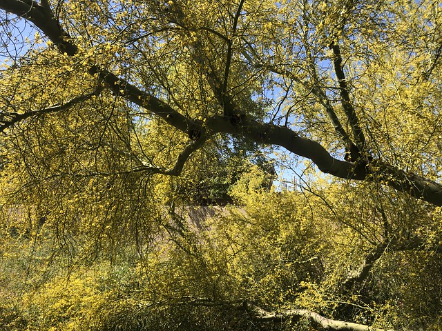 Yellow blooms, tree in McDowell Mountain Ranch, Scottsdale, Arizona