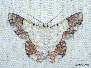 Emerald moth (Pingasa ruginaria) - P3114309
