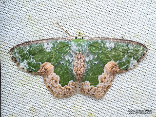 Emerald moth (Eucyclodes albisparsa) - P3102980