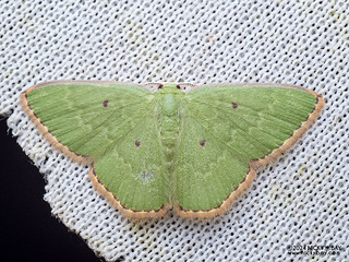Emerald moth (Comostola dyakaria) - P3102738