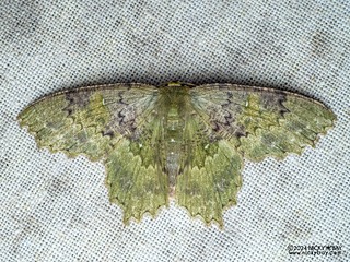 Emerald moth (Paramaxates sp.) - P3102623