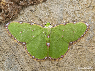 Emerald moth (Argyrocosma sp.) - P3092416