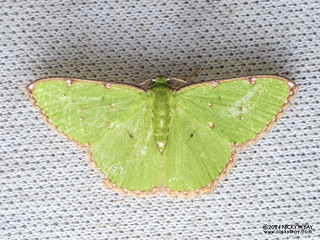 Emerald moth (Chlorochromodes sp.) - P3092179