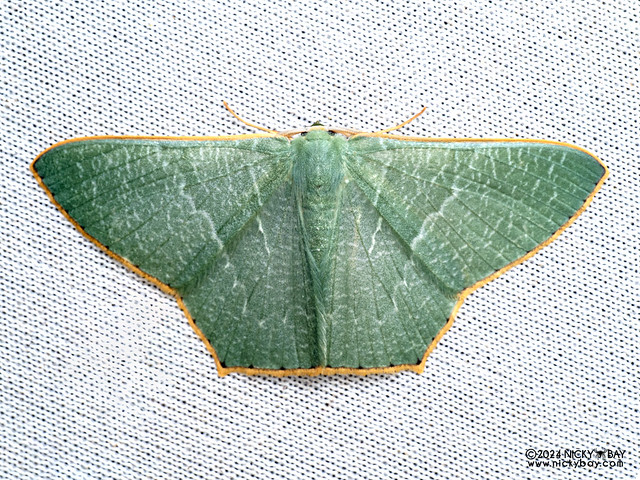 Emerald moth (Thalassodes sp.) - P3091967