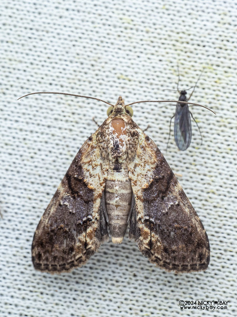 Moth (Stictopterinae) - P3103730