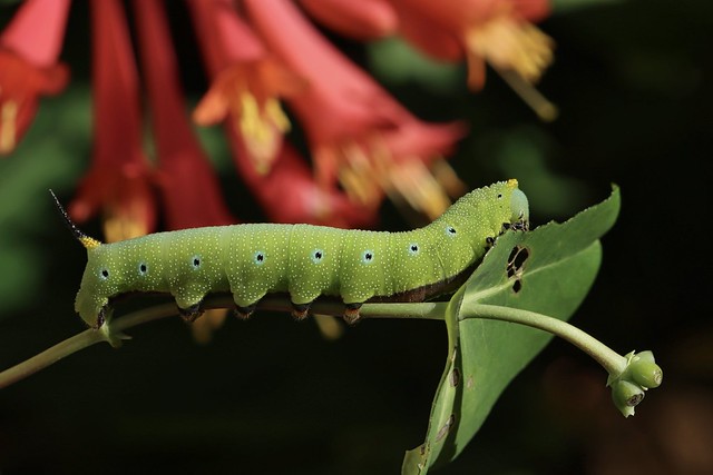 Snowberry Clearwing Caterpillar