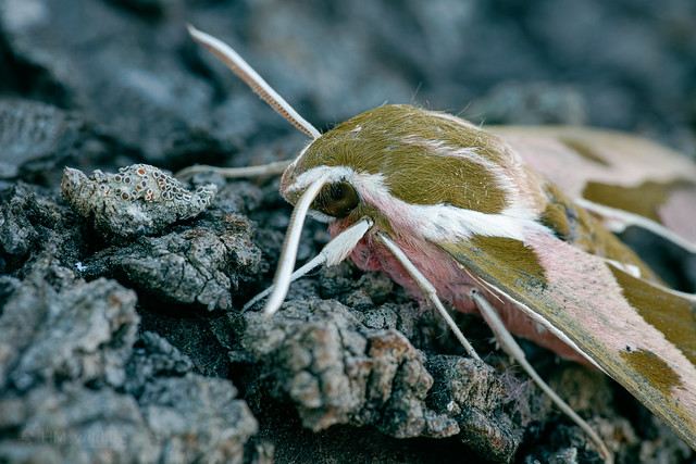 Spurge Hawk-moth - Hyles euphorbiae