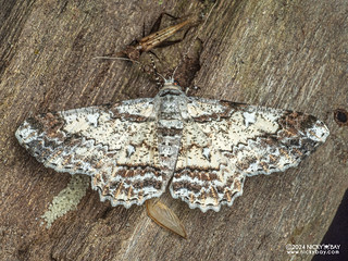 Geometer moth (Cleora determinata) - P3137732