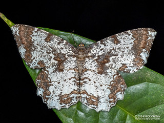 Geometer moth (Amblychia sp.) - P3115371