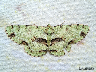 Geometer moth (Ophthalmitis cordularioides) - P3103890