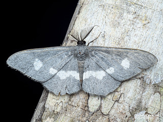 Geometer moth (Hyposidra picaria) - P3103829