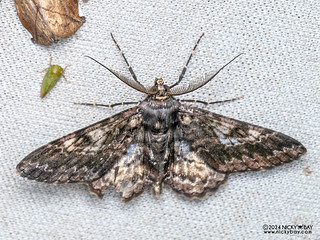 Geometer moth (Alcis sp.) - P3103027b