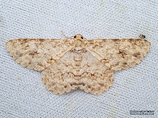Engrailed moth (Ectropis sp.) - P3102867