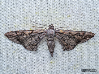 Geometer moth (Hypochrosis sp.) - P3102724