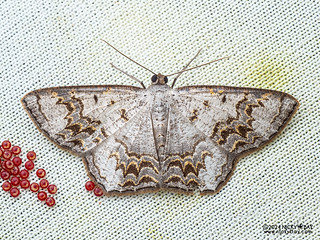 Geometer moth (Cassyma chrotadelpha) - P3092411
