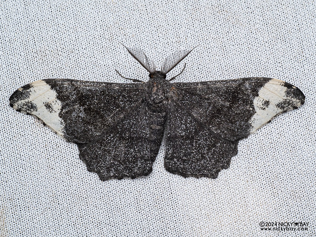 Geometer moth (Hyposidra apioleuca) - P3092243