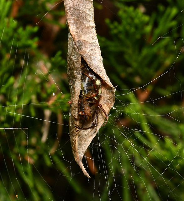 Australian leaf-curling spider