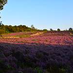 23CAN134 Heather in bloom on Shoal Hill