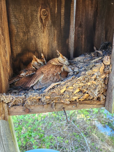 Screech Owls in nesting box!