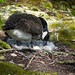 Kanadagans wendet Eier im Nest auf kleiner Insel