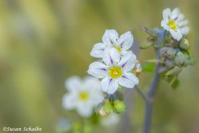 A white tiny flower