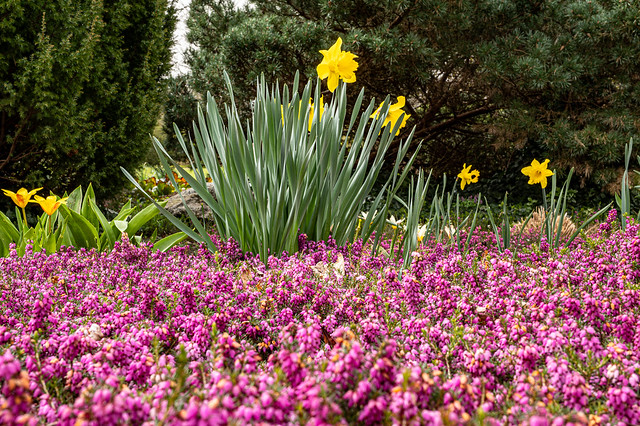 Potsdam, Freundschaftsinsel: Schneeheide, Narzissen und Tuilpen in einem Beet - Potsdam, Friendship Island: Winter heath, dwarf tulips and daffodils in a spring flower bed
