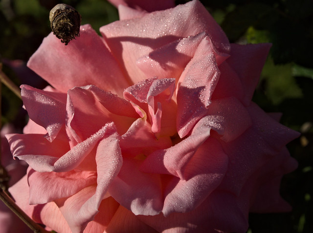 a rose Morning rose