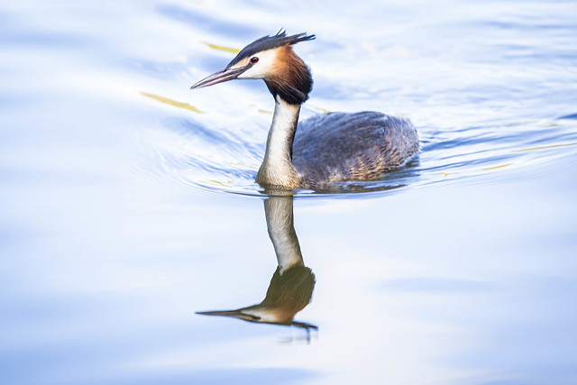 Great Crested Grebe and Reflection-0702-Edit.jpg