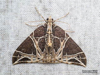 Carpet moth (Ecliptopera rectilinea) - P3102619