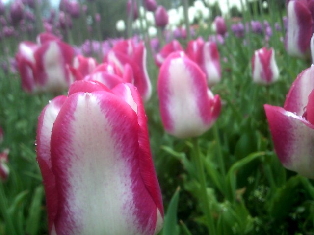 Tulips @ Highland Park