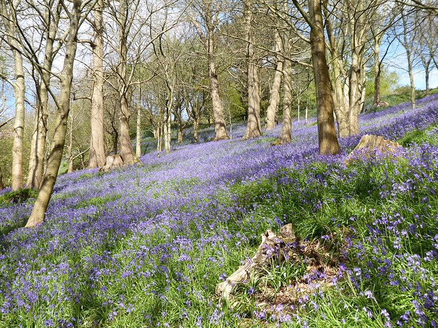 Bluebell Wood, Emmetts Garden, near Sevenoaks, Kent