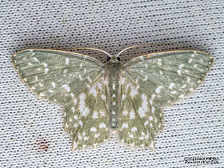 Emerald moth (Berta sp.) - P3103915