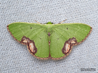 Emerald moth (Comibaena biplaga) - P3092211