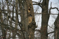 Male downy woodpecker and his his nest cavity