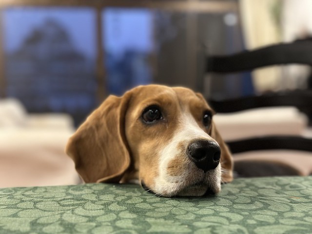 Coco the beagle looking for crumbs after dinner