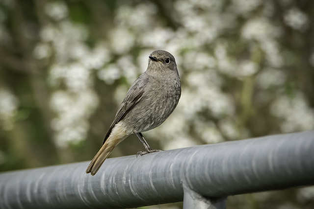 Hausroutschwänzchen (w/f) - Hausrotschwanz - Black Redstart - Zwarte Roodstaart - Rougequeue noir - Phoenicurus Ochrurus