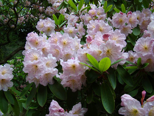 Rhododendron at Belsay