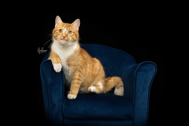 Ginger cat in studio contact info@hondermooi.be for licensing info