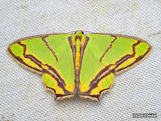 Emerald moth (Agathia diplochorda) - P3137588