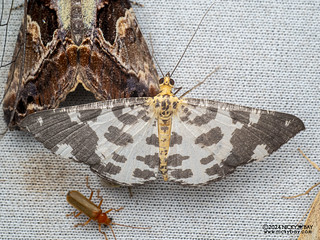Geometer moth (Ozola sp.) - P3113983