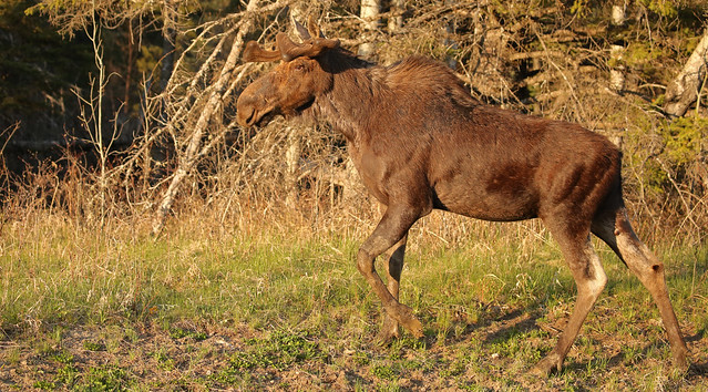 Young Bull Moose...#3