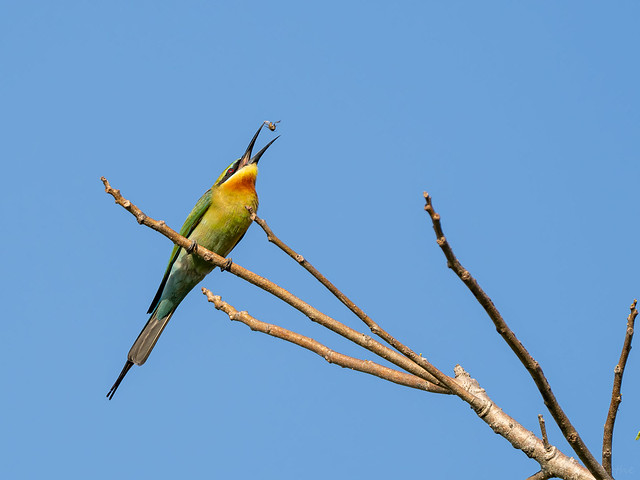 Blue-tailed bee-eater | Blauschwanzspint | Guêpier à queue d'azur