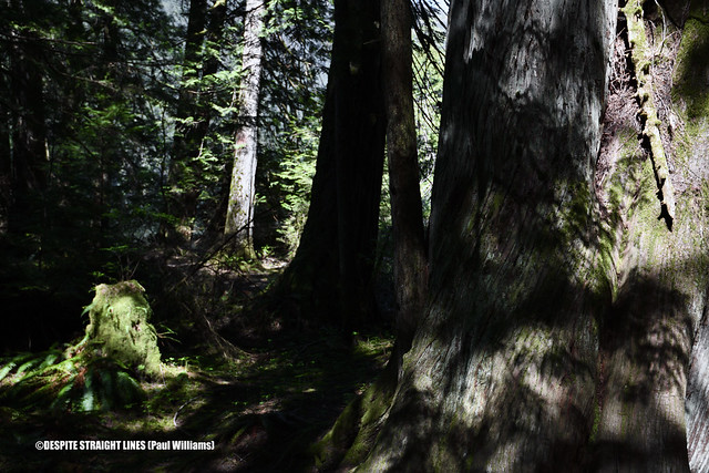 Deep within the forest  -  (Published by GETTY IMAGES)