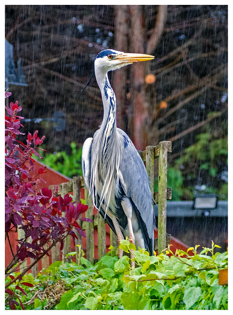 Heron on Garden Wall in Pouring Rain P4190003