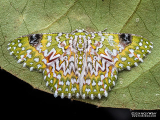 Emerald moth (Eucyclodes gavissima) - P3125806